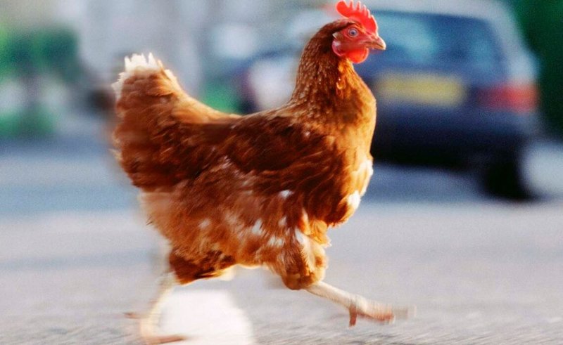 Descubre el Misterio de la Famosa Carretera de Pollo en España, chicken road oficial